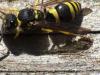 Ancistrocerus sp.
